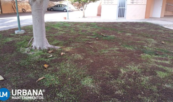mantenimiento-jardines-alicante